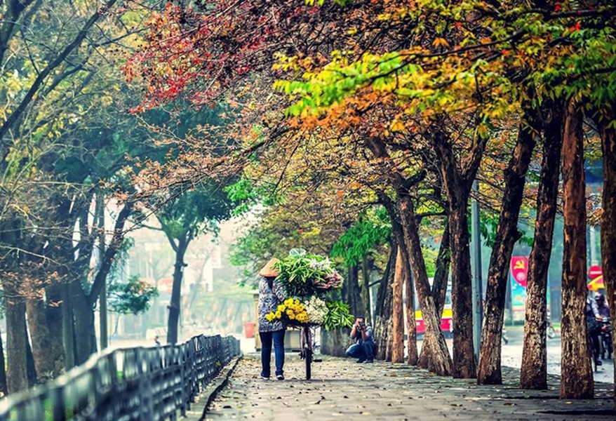 Ngắm những vòm cây đẹp như cổ tích ở Hà Nội